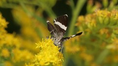 Trichodezia albovittata