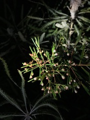 Chamelaucium uncinatum