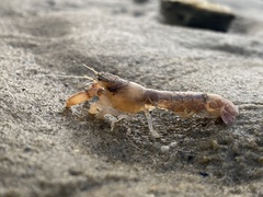 Upogebia affinis