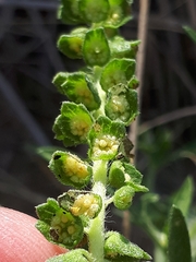 Ambrosia psilostachya