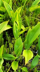 Maianthemum trifolium