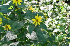 Helianthus divaricatus