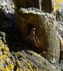 Callopistromyia strigula