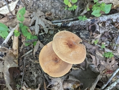 Lactifluus volemus