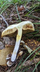 Boletus violaceofuscus