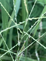 Eleusininae