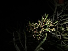 Chamelaucium uncinatum