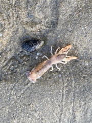Upogebia affinis