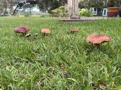 Pulchroboletus rubricitrinus