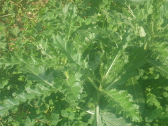 Carduus crispus