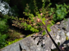 Scrophularia