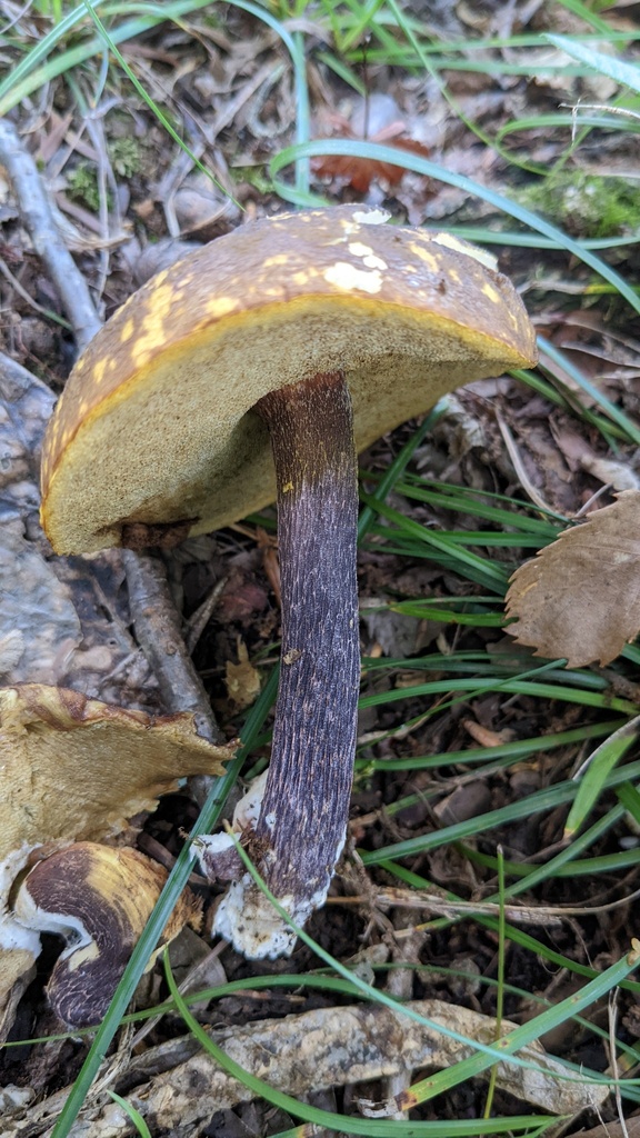 Boletus violaceofuscus