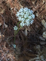 Visnaga daucoides