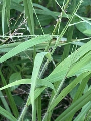 Eleusininae