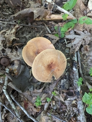 Lactifluus volemus