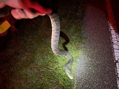 Nerodia fasciata pictiventris