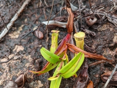 Nepenthes gracilis