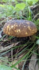 Boletus violaceofuscus