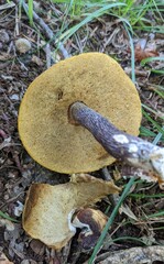 Boletus violaceofuscus
