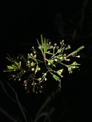 Chamelaucium uncinatum