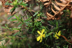 Hibbertia linearis