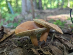 Lactifluus volemus