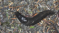 Ariolimax columbianus