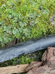 Marchantia polymorpha ruderalis