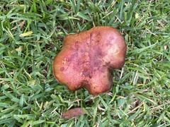 Pulchroboletus rubricitrinus