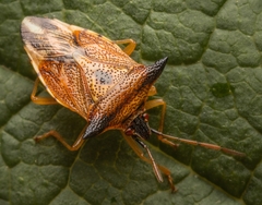 Elasmucha ferrugata