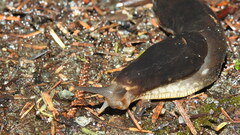 Ariolimax columbianus