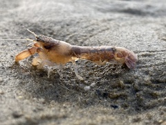 Upogebia affinis