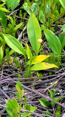 Maianthemum trifolium