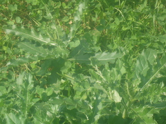 Carduus crispus