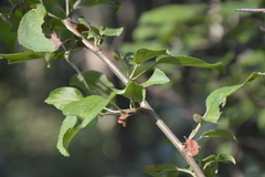 Malus sylvestris
