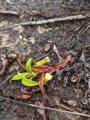 Nepenthes gracilis