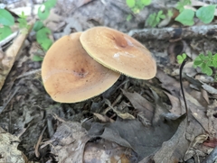 Lactifluus volemus