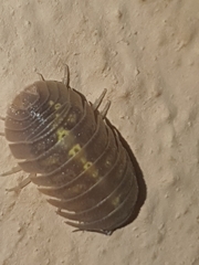 Armadillidium granulatum