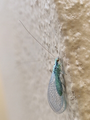 Pseudomallada subcostalis