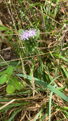 Elephantopus tomentosus