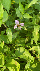 Rhexia virginica