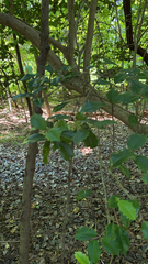 Ilex opaca