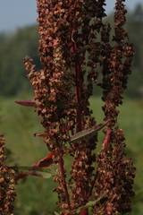 Rumex aquaticus