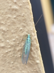 Pseudomallada subcostalis