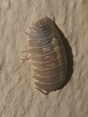 Armadillidium granulatum