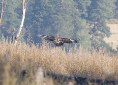 Aquila heliaca