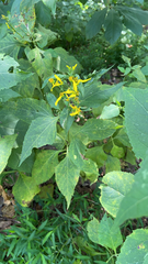 Verbesina occidentalis