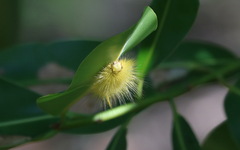 Calliteara horsfieldii