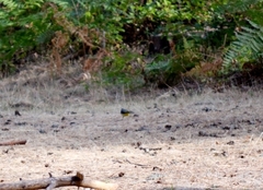 Motacilla cinerea