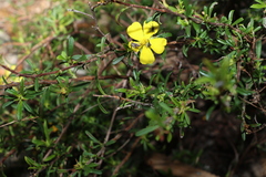 Hibbertia linearis